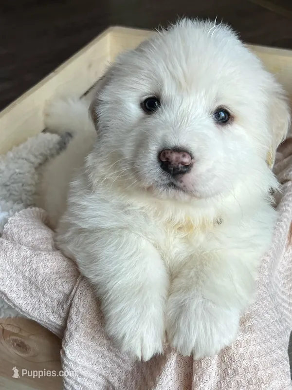 Nike - Yellow, a female Great Pyrenees for sale in Whitewater, WI – Photo 1 of 9