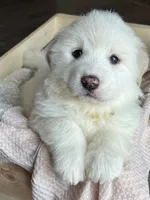 Nike - Yellow, a female Great Pyrenees for sale in Whitewater, WI – Photo 1 of 9