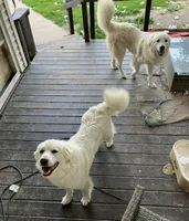 Nike - Yellow, a female Great Pyrenees for sale in Whitewater, WI – Photo 6 of 9