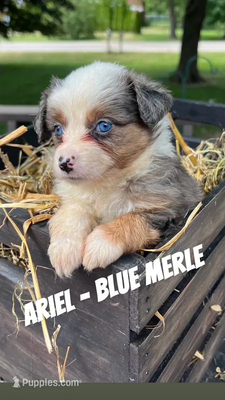 Ariel – Toy Australian Shepherd puppy for sale in Whitewater, WI