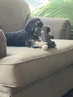 Chai - F1b Cavapoo, a female Toy Australian Shepherd for sale in Whitewater, WI – 4 of 4