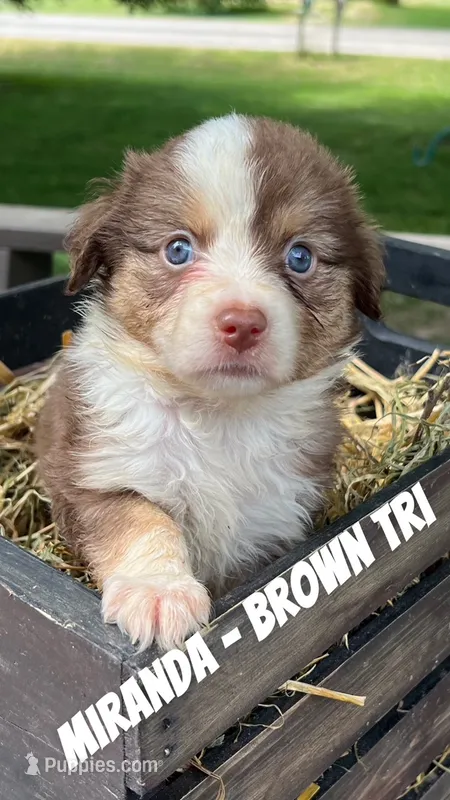 Miranda – Toy Australian Shepherd puppy for sale in Whitewater, WI