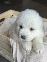 Gaia - Silver, a female Great Pyrenees for sale in Whitewater, WI – Photo 2 of 9