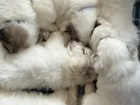 Gaia - Silver, a female Great Pyrenees for sale in Whitewater, WI – Photo 9 of 9