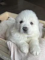 Gaia - Silver, a female Great Pyrenees for sale in Whitewater, WI – Photo 1 of 9