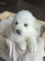 Gaia - Silver, a female Great Pyrenees for sale in Whitewater, WI – Photo 4 of 9