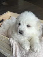 Gaia - Silver, a female Great Pyrenees for sale in Whitewater, WI – Photo 3 of 9