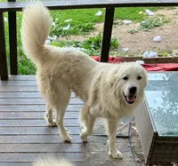 Willow - Purple, a female Anatolian Shepherd Dog and Great Pyrenees for sale in Whitewater, WI – 4 of 5