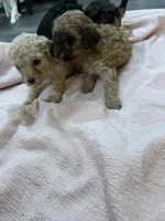 Chai - F1b Cavapoo, a female Toy Australian Shepherd for sale in Whitewater, WI – 2 of 4