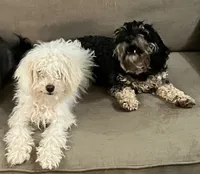 Espresso - F1b Cavapoo, a male Cavapoo for sale in Whitewater, WI – 3 of 5