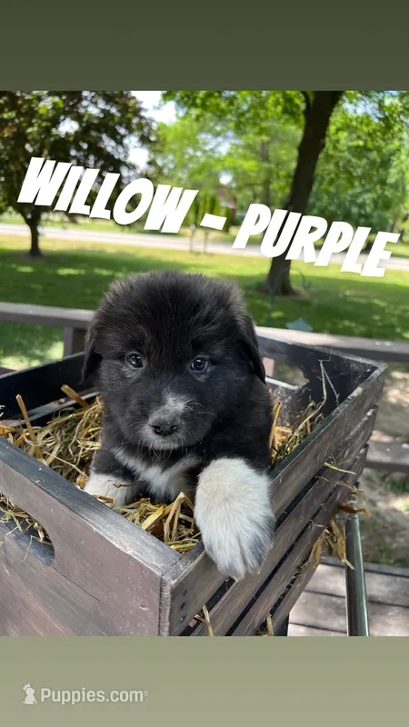 Willow - Purple – Anatolian Shepherd Dog, Great Pyrenees puppy for sale in Whitewater, WI
