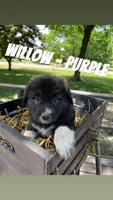Willow - Purple, a female Anatolian Shepherd Dog and Great Pyrenees for sale in Whitewater, WI – 1 of 5
