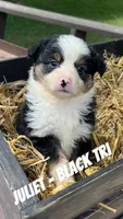 Juliet, a female Toy Australian Shepherd for sale in Whitewater, WI – 1 of 3