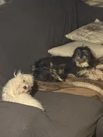 Chai - F1b Cavapoo, a female Toy Australian Shepherd for sale in Whitewater, WI – 3 of 4