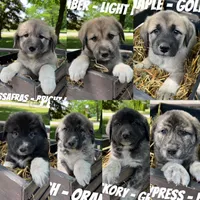 Sassafras - Bright Pink, a female Anatolian Shepherd Dog and Great Pyrenees for sale in Whitewater, WI – 5 of 5
