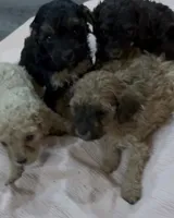 Espresso - F1b Cavapoo, a male Cavapoo for sale in Whitewater, WI – 2 of 5