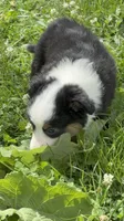 Juliet, a female Toy Australian Shepherd for sale in Whitewater, WI – 3 of 4