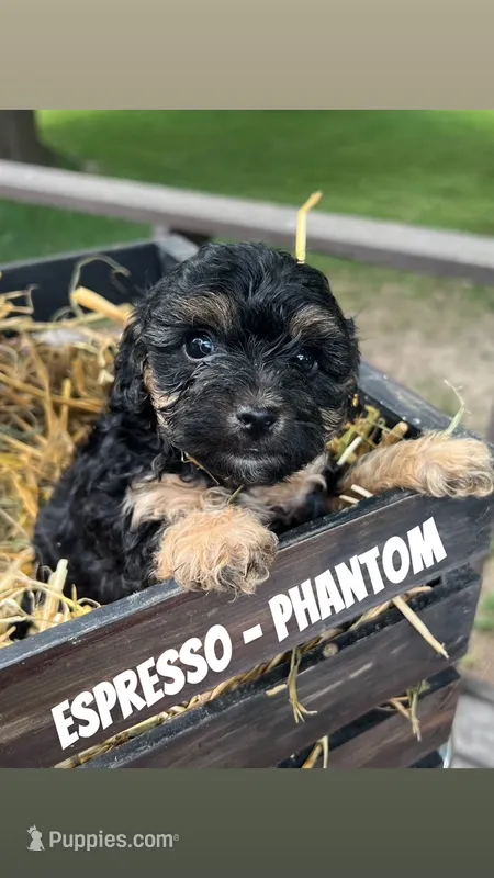 Espresso - F1b Cavapoo – Cavapoo puppy for sale in Whitewater, WI