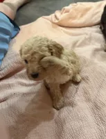 Chai - F1b Cavapoo, a female Cavapoo for sale in Whitewater, WI – 2 of 6