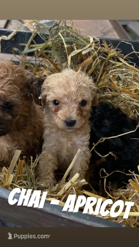 Chai - F1b Cavapoo – Cavapoo puppy on hold in Whitewater, WI