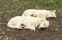 Athena - Purple, a female Great Pyrenees for sale in Whitewater, WI – Photo 5 of 9