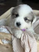 Athena - Purple, a female Great Pyrenees for sale in Whitewater, WI – Photo 3 of 9