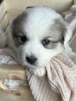 Athena - Purple, a female Great Pyrenees for sale in Whitewater, WI – Photo 2 of 9