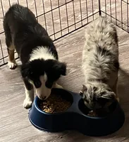 Miranda, a female Toy Australian Shepherd for sale in Whitewater, WI – 3 of 3