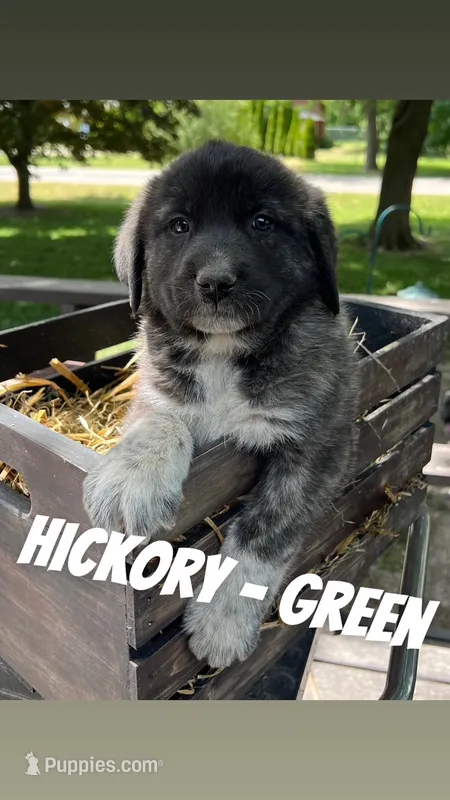 Hickory - Green – Anatolian Shepherd Dog, Great Pyrenees puppy for sale in Whitewater, WI