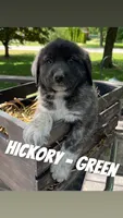 Hickory - Green, a male Anatolian Shepherd Dog and Great Pyrenees for sale in Whitewater, WI – 1 of 5