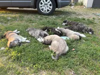 Hickory - Green, a male Anatolian Shepherd Dog and Great Pyrenees for sale in Whitewater, WI – 2 of 5