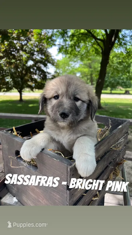 Sassafras - Bright Pink – Anatolian Shepherd Dog, Great Pyrenees puppy for sale in Whitewater, WI