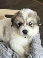 Zeus - Black, a male Great Pyrenees for sale in Whitewater, WI – Photo 4 of 9