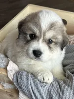 Zeus - Black, a male Great Pyrenees for sale in Whitewater, WI – Photo 2 of 9