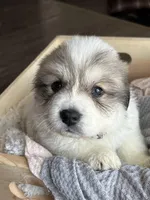 Zeus - Black, a male Great Pyrenees for sale in Whitewater, WI – Photo 1 of 9