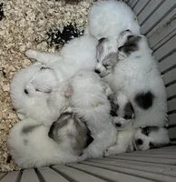 Zeus - Black, a male Great Pyrenees for sale in Whitewater, WI – Photo 8 of 9