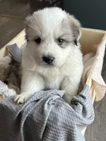 Apollo - Blue, a male Great Pyrenees for sale in Whitewater, WI – Photo 4 of 10