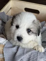 Apollo - Blue, a male Great Pyrenees for sale in Whitewater, WI – Photo 3 of 10