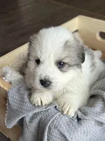 Apollo - Blue, a male Great Pyrenees for sale in Whitewater, WI – Photo 2 of 10