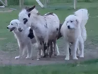 Apollo - Blue, a male Great Pyrenees for sale in Whitewater, WI – Photo 8 of 10