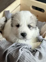 Apollo - Blue, a male Great Pyrenees for sale in Whitewater, WI – Photo 1 of 10