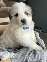 Apollo - Blue, a male Great Pyrenees for sale in Whitewater, WI – Photo 5 of 10