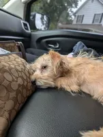 Jabarkus, a male Yorkshire Terrier and Poodle - Miniature  for sale in Olathe, KS – 5 of 6