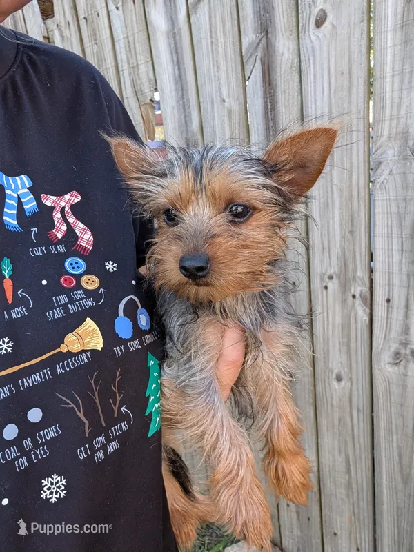 Tiny – Yorkshire Terrier puppy for sale in Olathe, KS