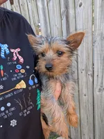 Tiny, a female Yorkshire Terrier for sale in Olathe, KS – 1 of 3