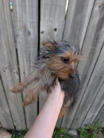 Sadie, a female Yorkshire Terrier for sale in Olathe, KS – 3 of 3