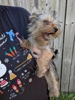 Tilly, a female Yorkshire Terrier for sale in Olathe, KS – 4 of 5