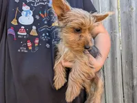 Lady, a female Yorkshire Terrier for sale in Olathe, KS – 2 of 2