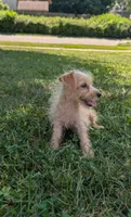 Butter, a male Yorkipoo for sale in Olathe, KS – 2 of 2