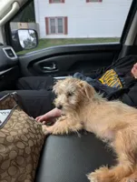Jabarkus, a male Yorkshire Terrier and Poodle - Miniature  for sale in Olathe, KS – 3 of 6